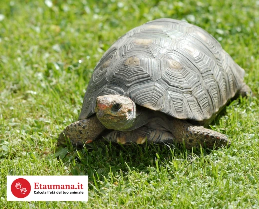 Calcolare l'età di una tartaruga